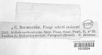 Meliola malacotricha image